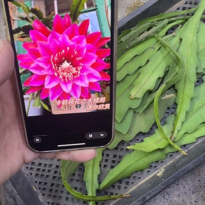 223令箭大结局无根10公分断无售后