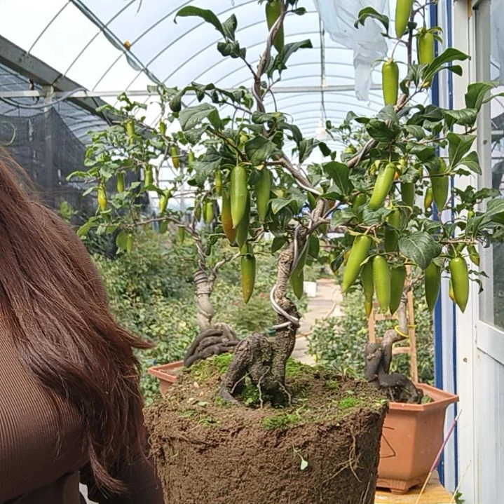 芦***林完全开放老鸭柿子