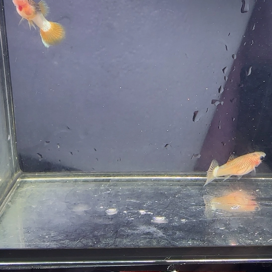 孔雀鱼粉猫一对！！
