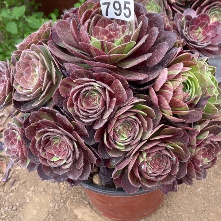 多**子795多肉植物花月夜