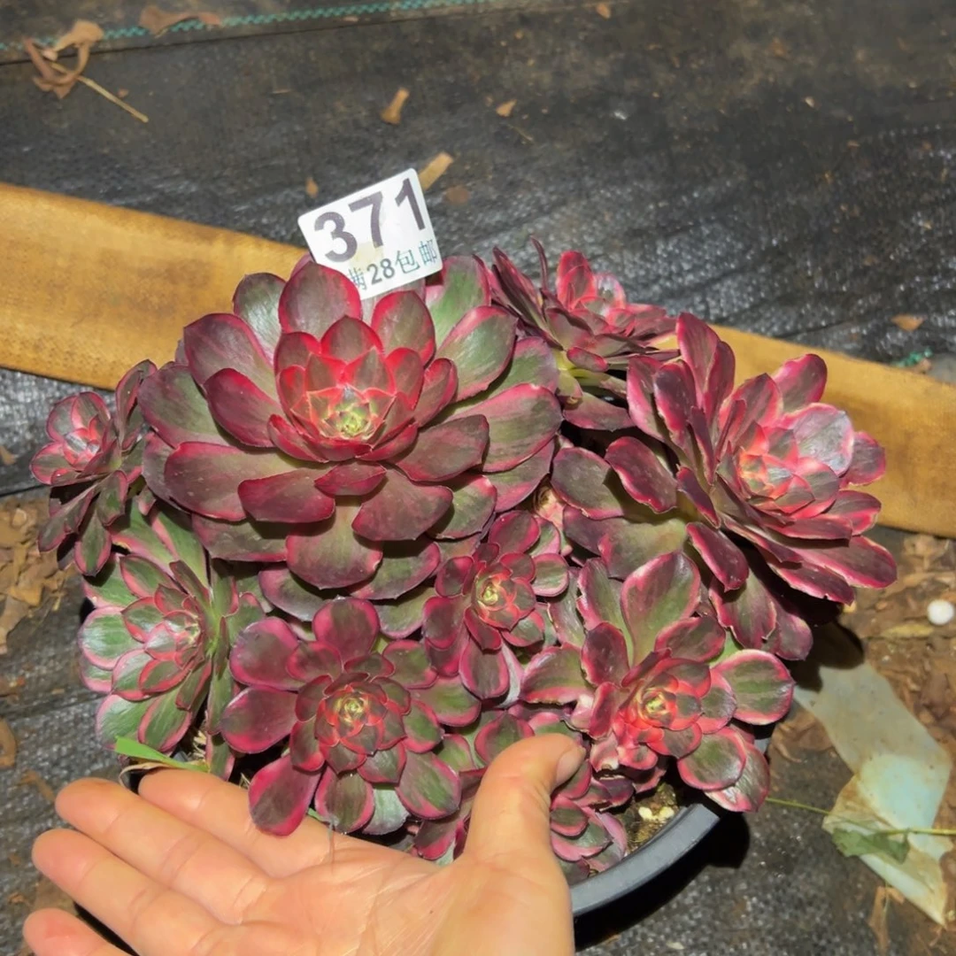 多肉植物371纳福的