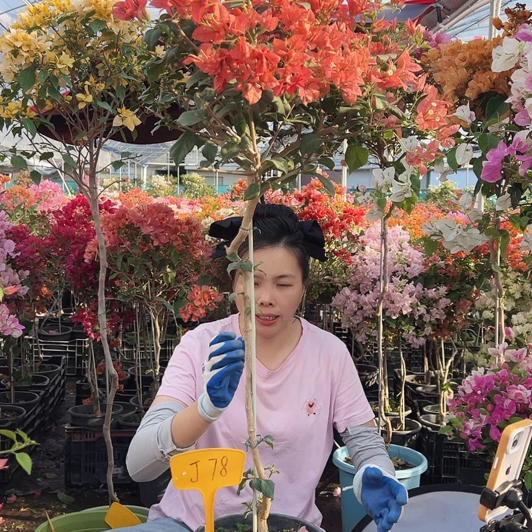 汪****大部分花苞少量开放J78布理扎