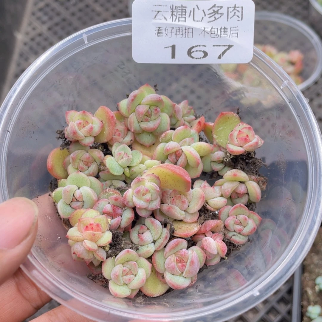 云糖心多肉植物167