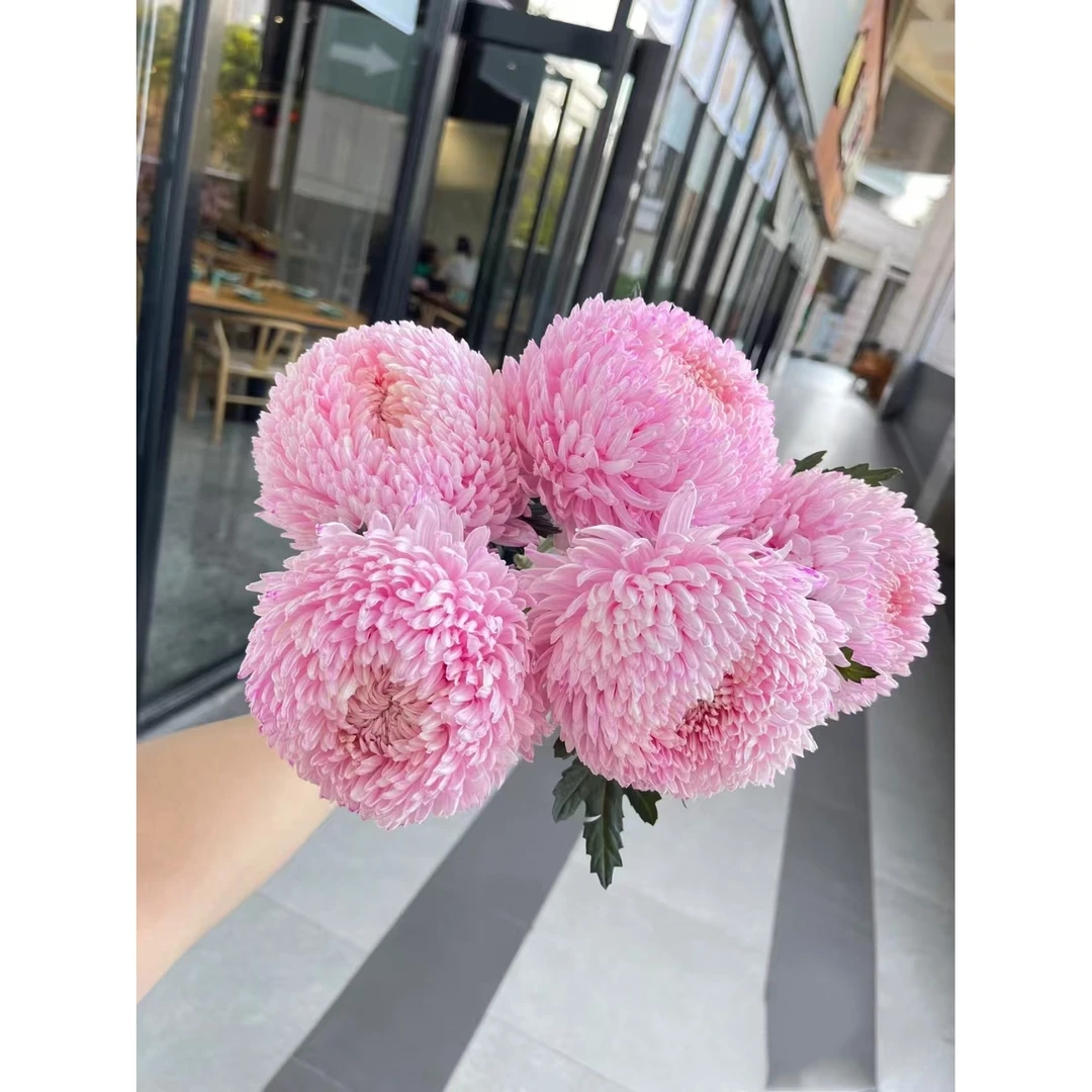 套餐12 大头粉色牡丹菊2支+小桃红康乃馨10支+白色单瓣紫罗兰一把