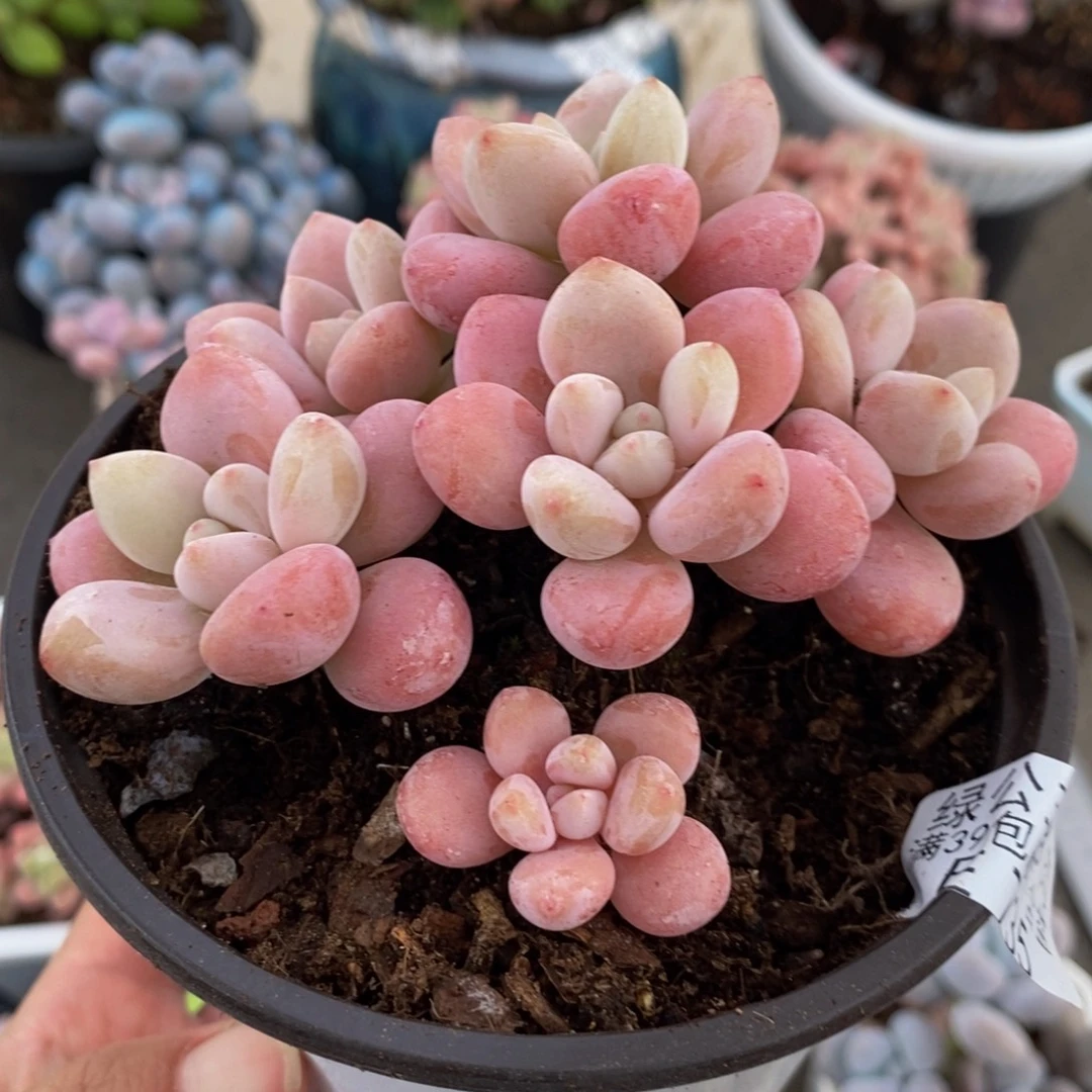 735樱花洛神9cm多肉