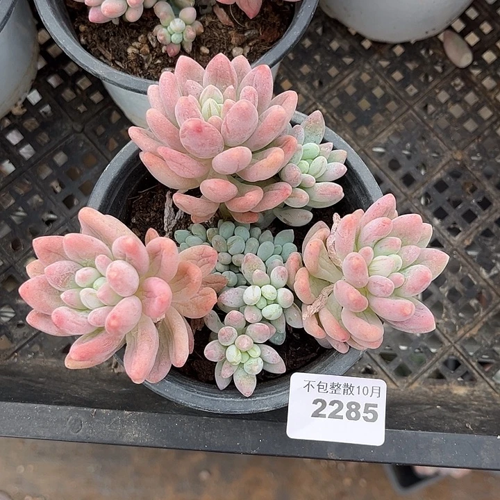 阿雅园艺。       2285粉玉团子