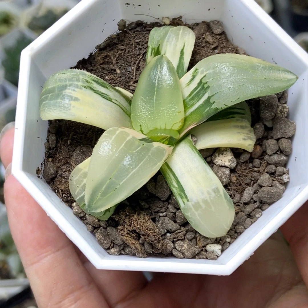 极上斑糯阿寿锦一物一拍