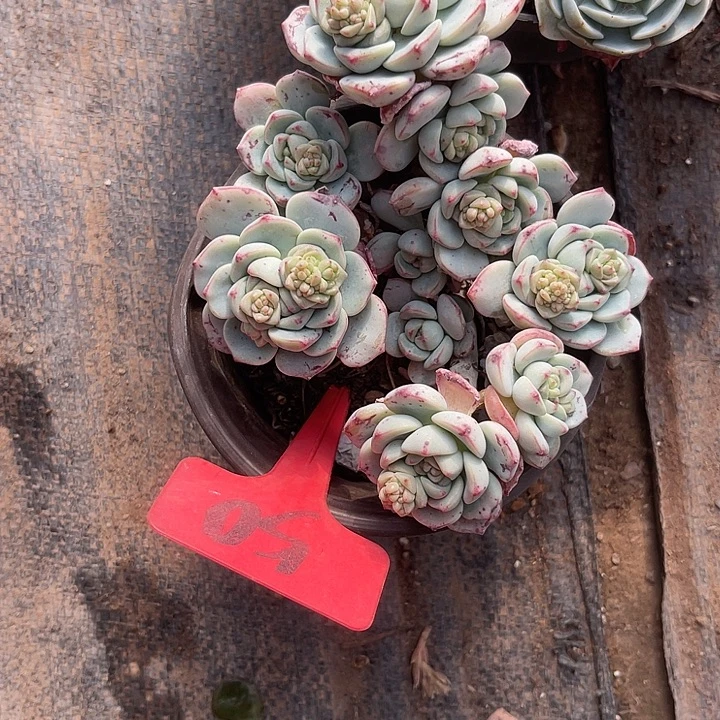 花***@两单包邮，一物一拍，50