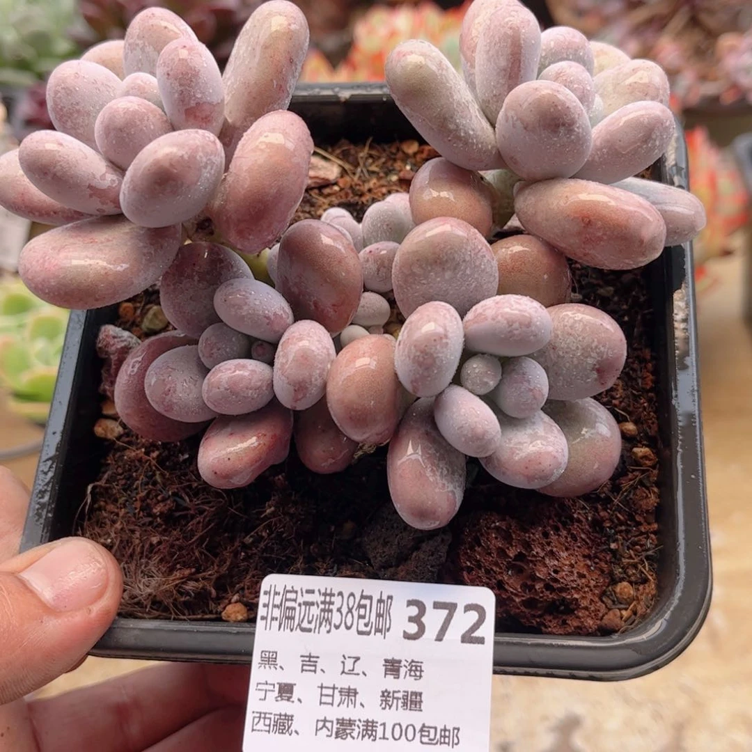372奶蛋德华多肉