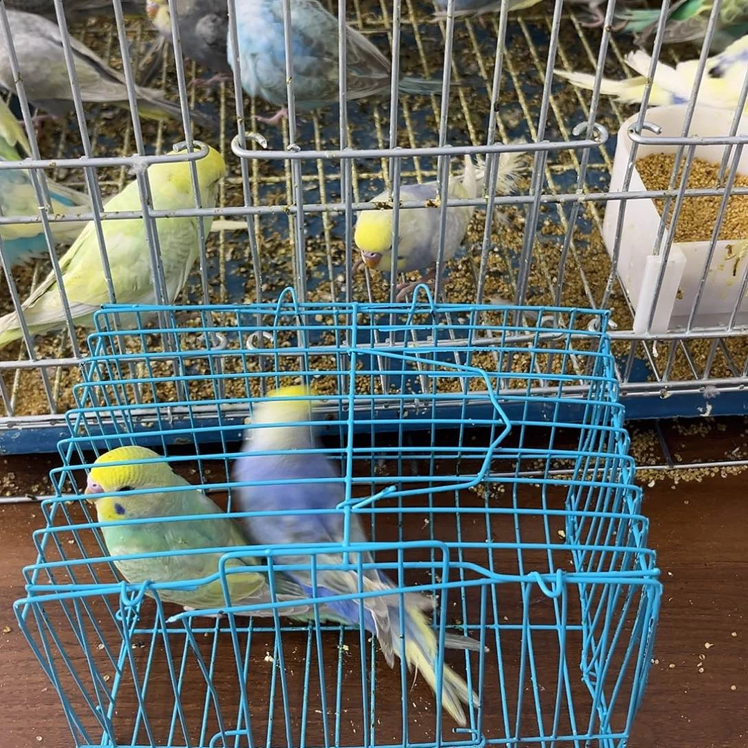 虎皮鹦鹉金彩鹦鹉