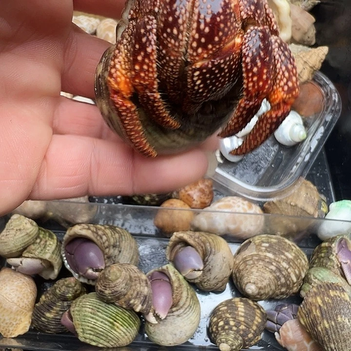 3.5口黑莓一只包活不包全品