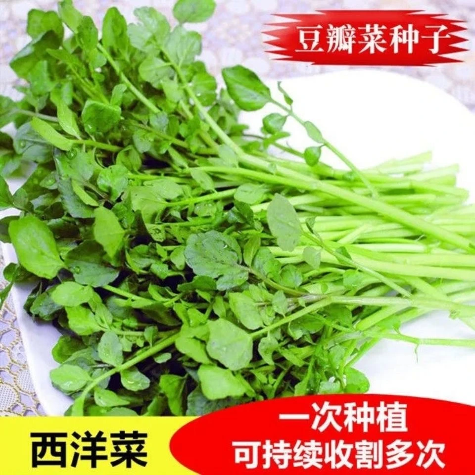 广东西洋菜种籽水芥菜籽豆瓣菜种子四季耐寒耐冻高产蔬菜种子大全