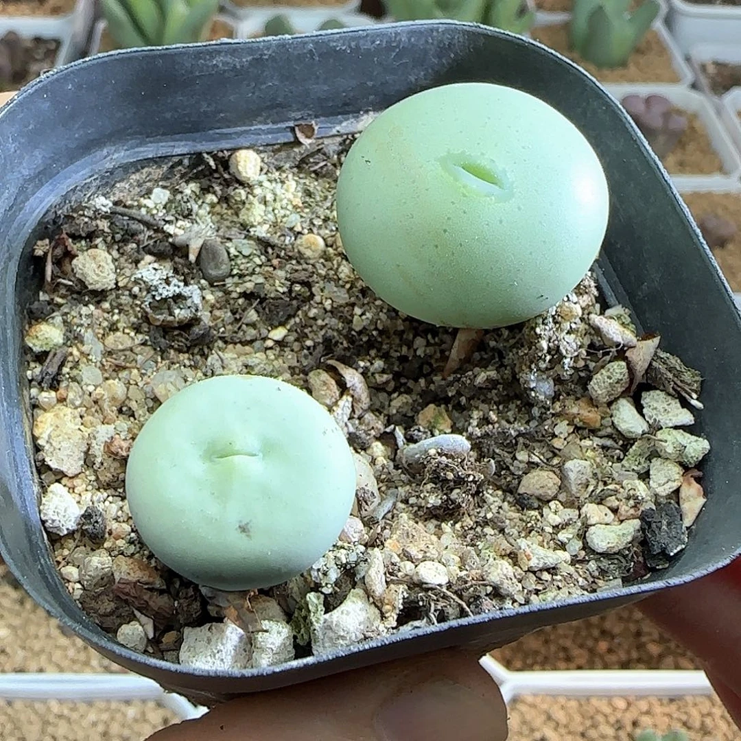 一饼一嘴。          52033