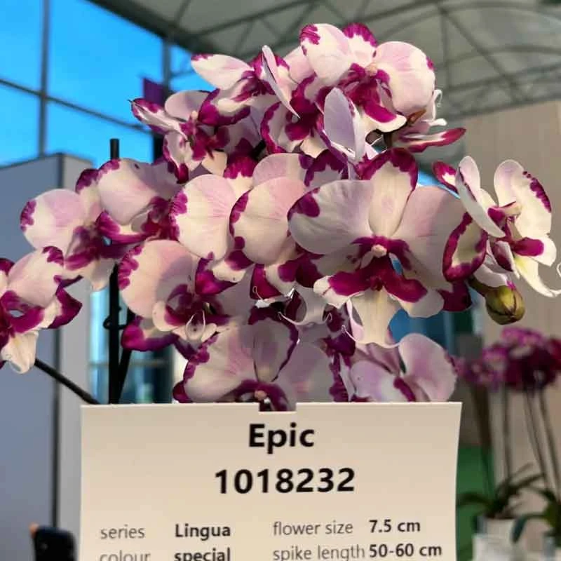 天空之城苗 大麦町福纳瑞新品 闪边大舌头 港谷兰业力推