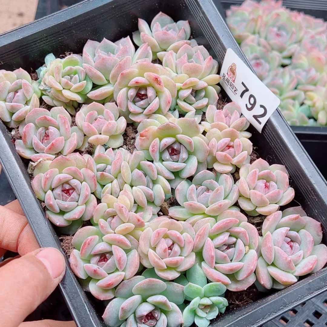 奶***葵多肉植物多肉植物