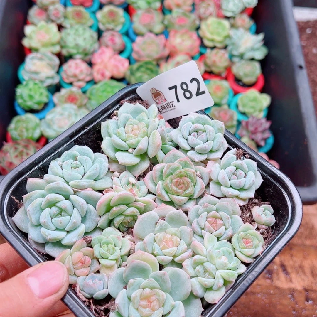 多肉植物多肉植物
