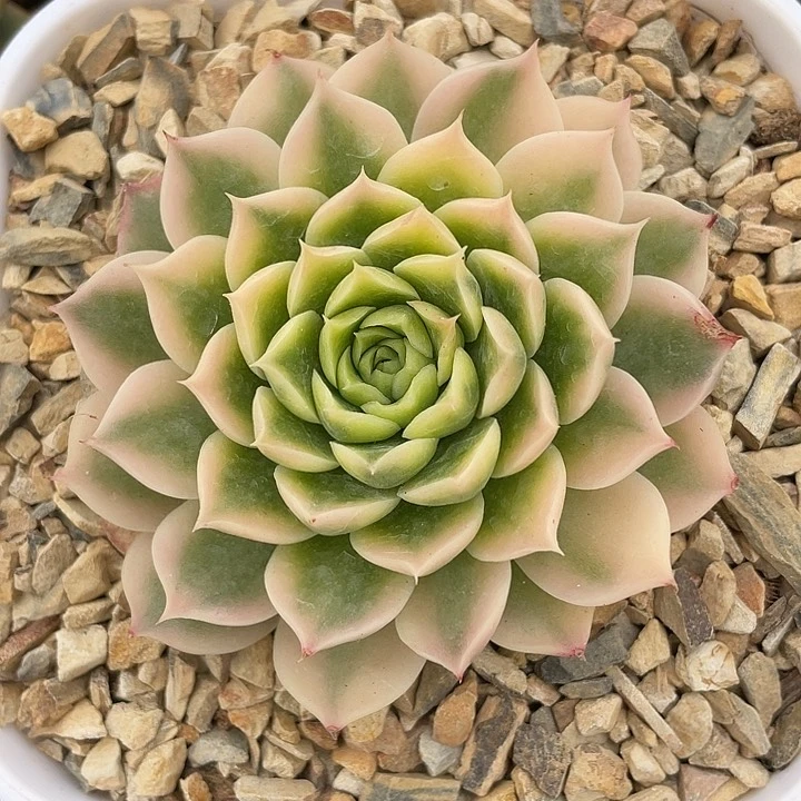 海林娜锦。锦龙园艺7