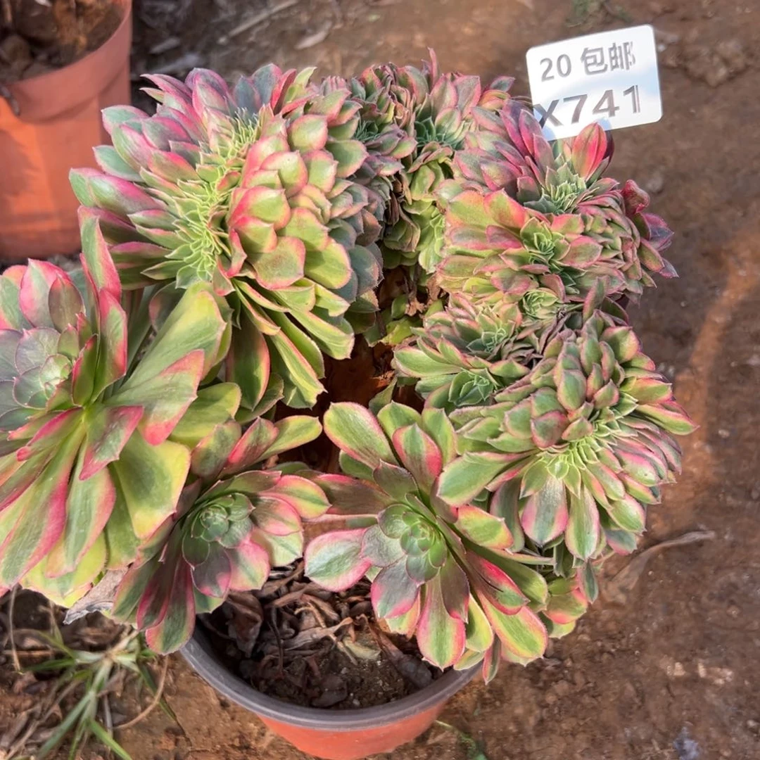 741雨荷缀，多肉法师