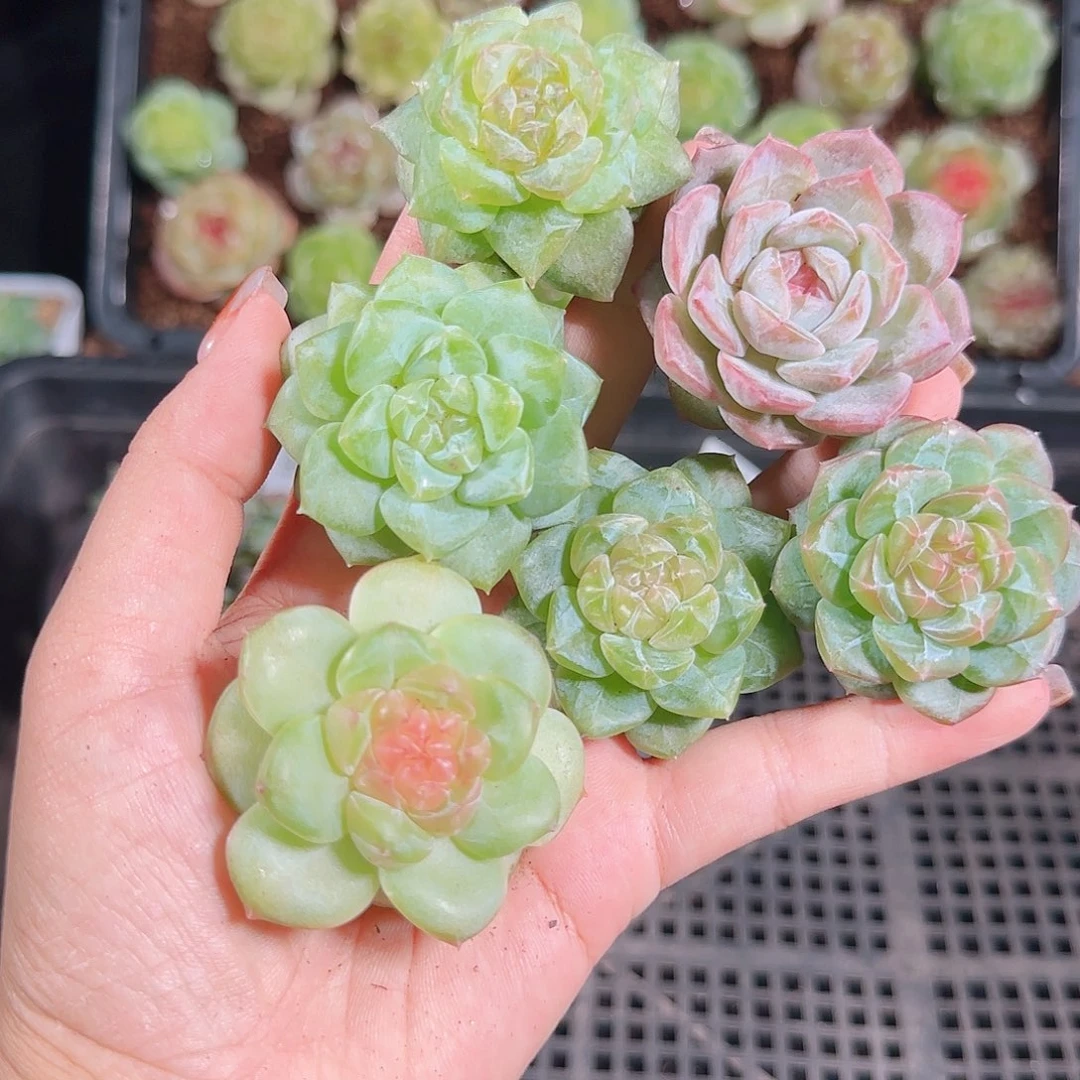 1018---185一物一拍