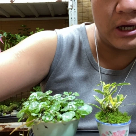 红陶一物一拍所见即所得38