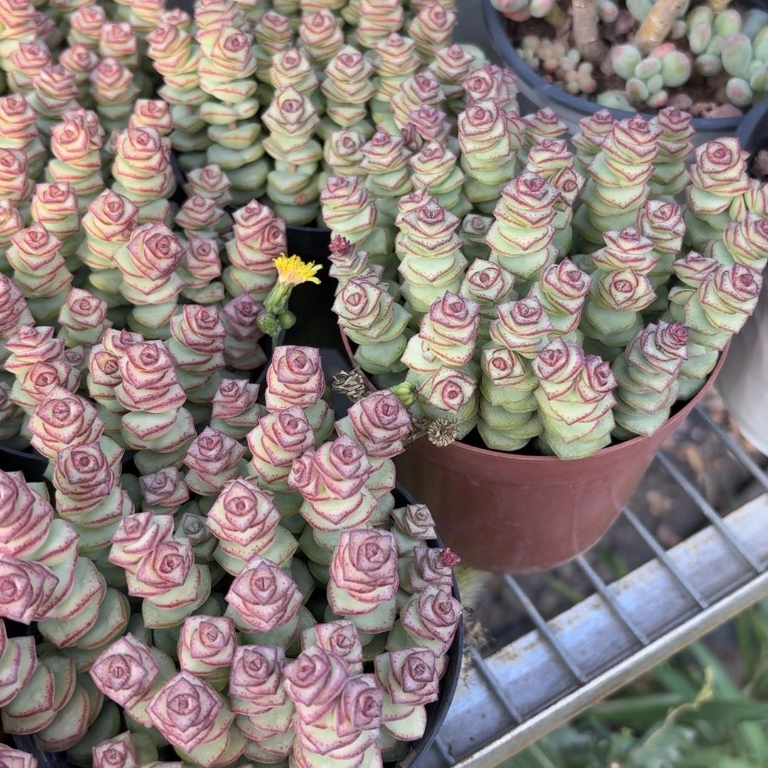 钱串多肉散群11㎝盆特价