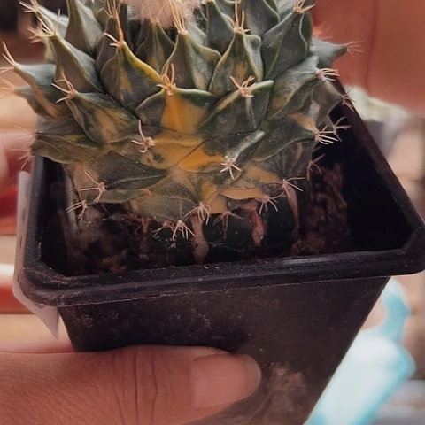 306仙人球锦上添香