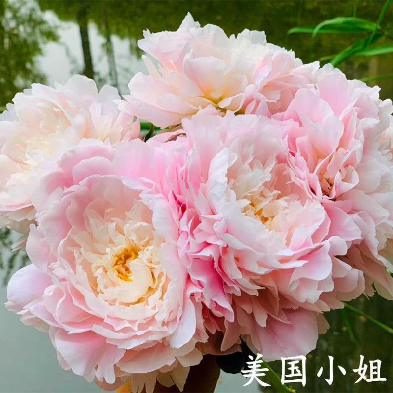 【美国小姐】芍药花苗 耐寒耐旱 重瓣大花