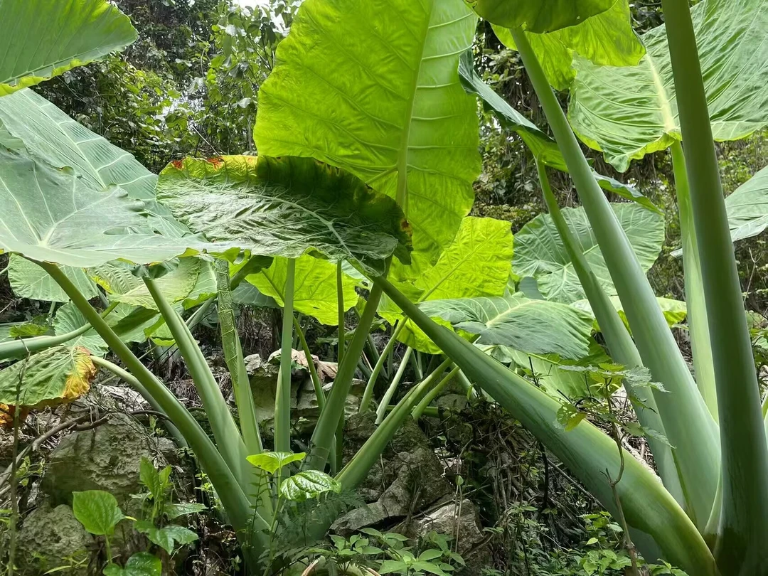 象耳芋绿植盆栽净化空气室内外