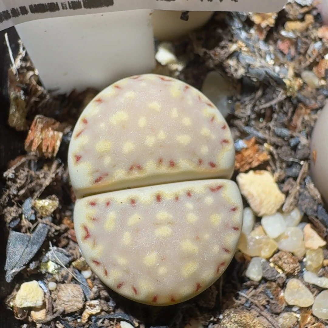 绝绝子生石花3048