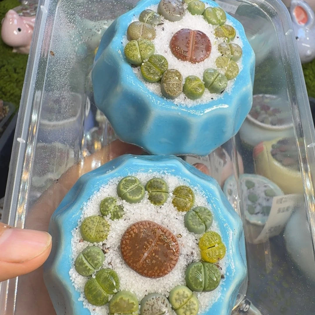 华***多肉植物开播福利537