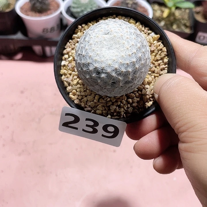 零**零239哥斯拉沙玫换白鸟补差