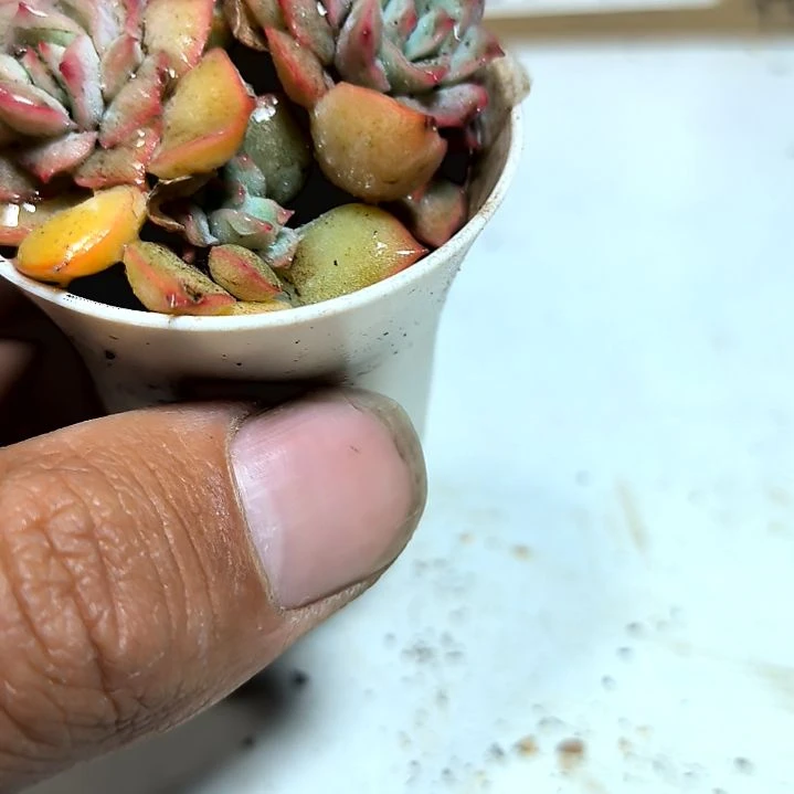 满6元包邮，织锦2/4头