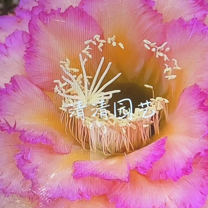 清清温淳根瑕疵随机