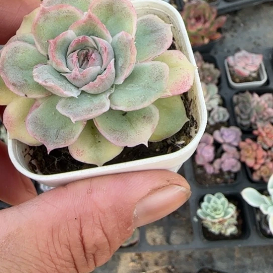 124虾饺多肉植物多