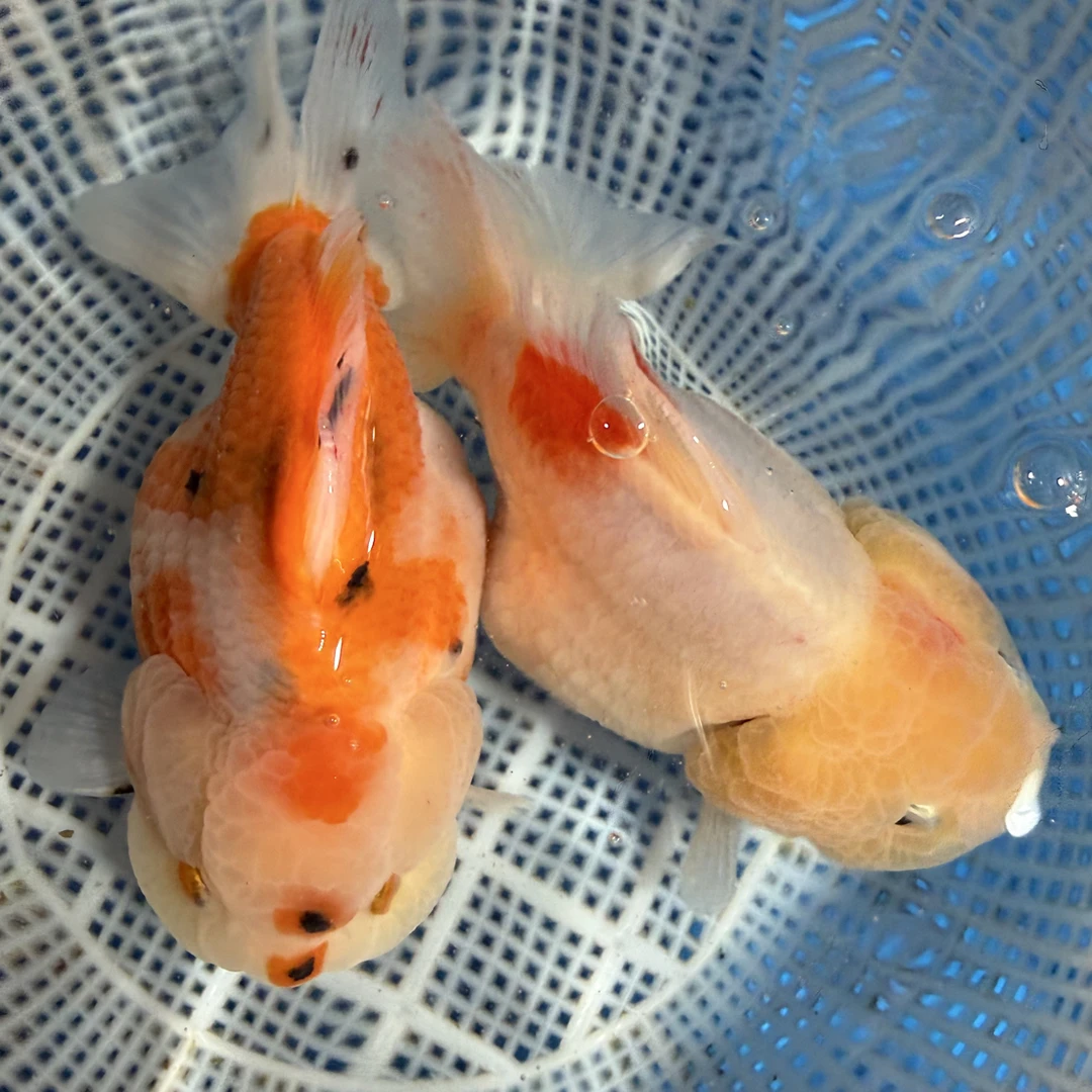 直播间专拍  泰狮金鱼百褶 冷水鱼好养耐活  私自下单随机发