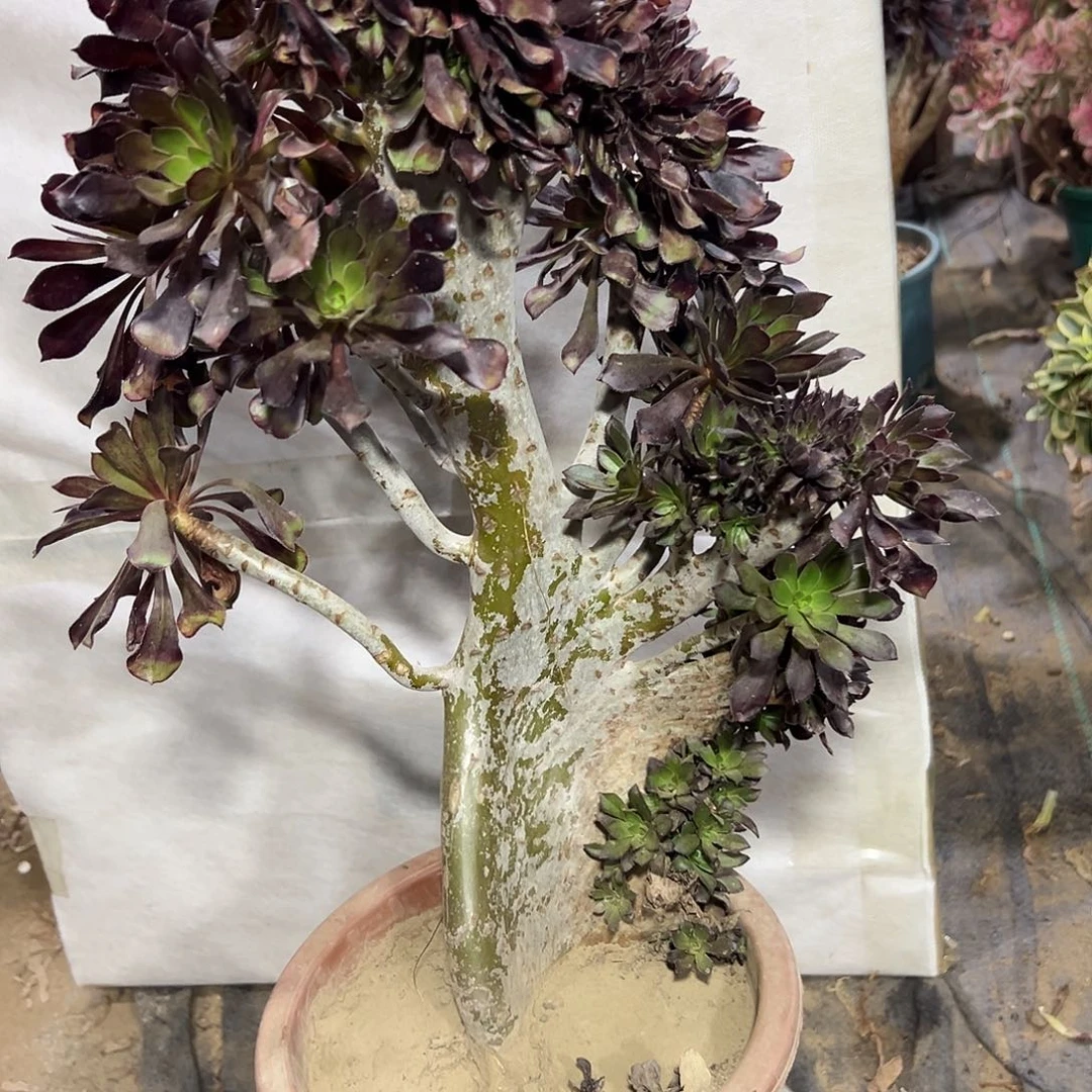 多肉植物黑法师缀花109