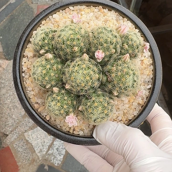 吉赛尔仙人球1234