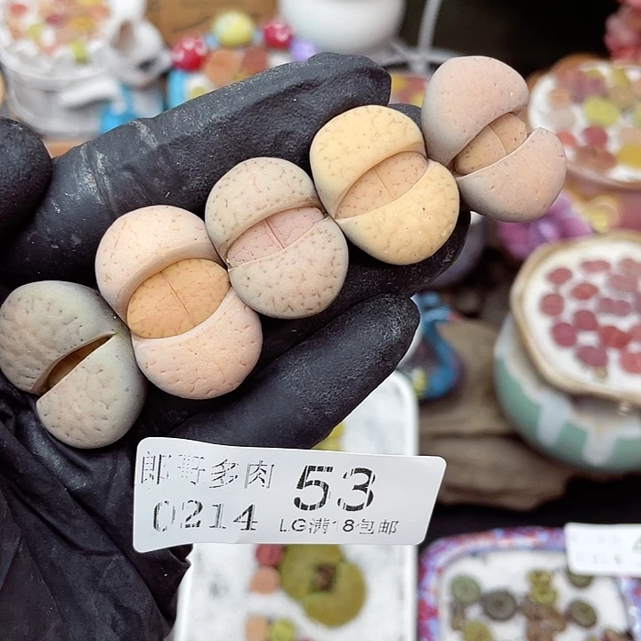 生石花满18包邮14-53