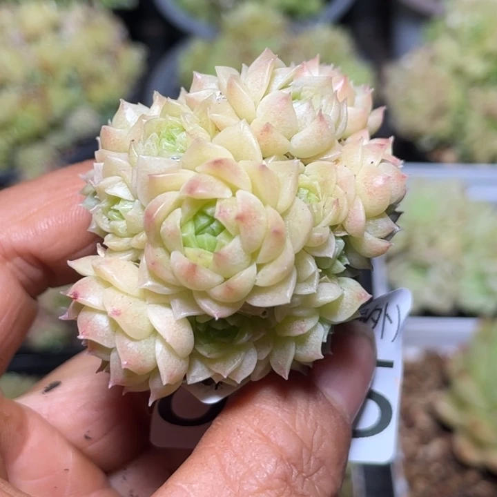 编外005朵包子麦秆女王