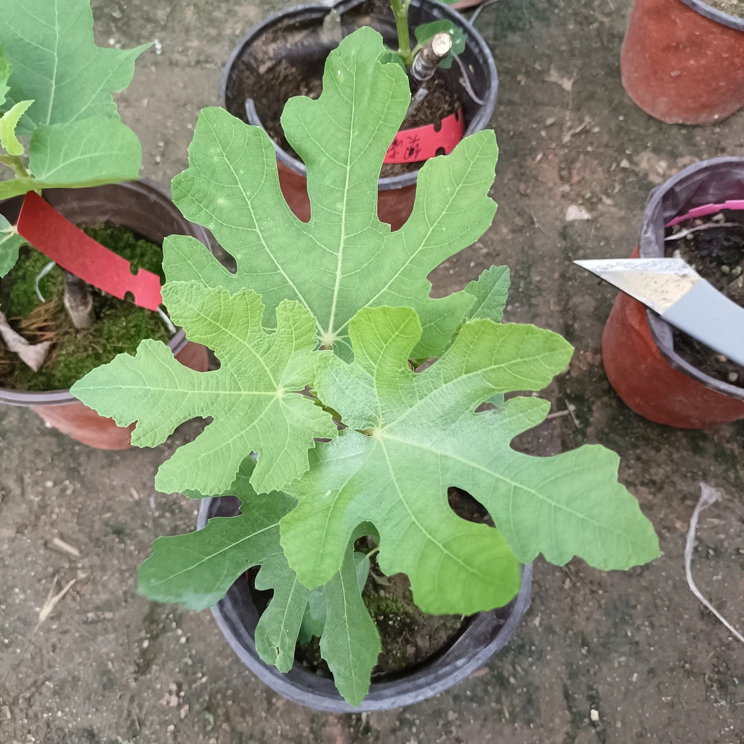 蓝芒果,无花果树苗,嫁接苗