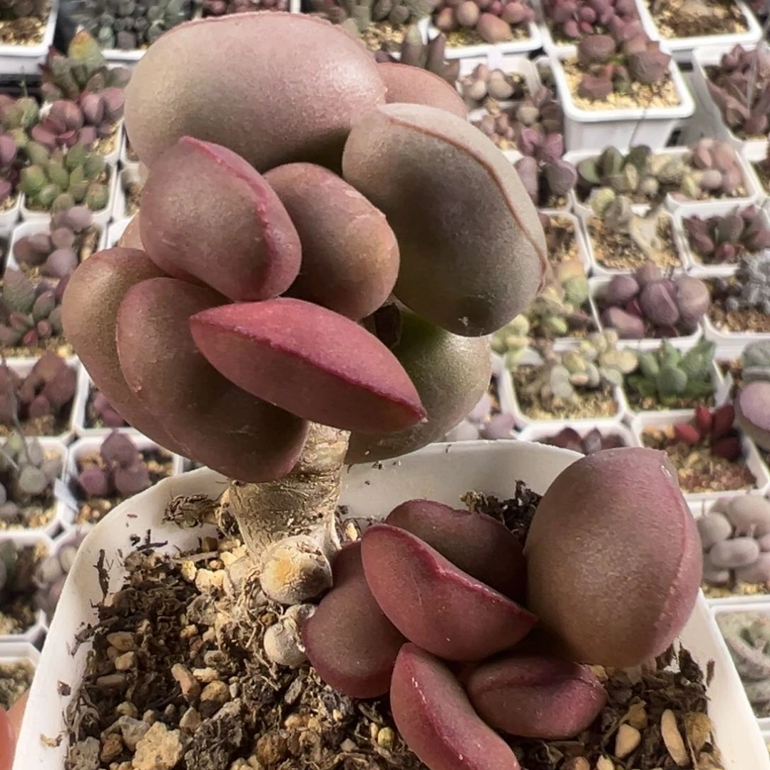 白肌红蛋多头纯木质桩多肉植物