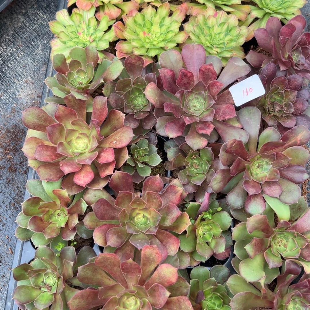 130一盘多肉嘻嘻多肉