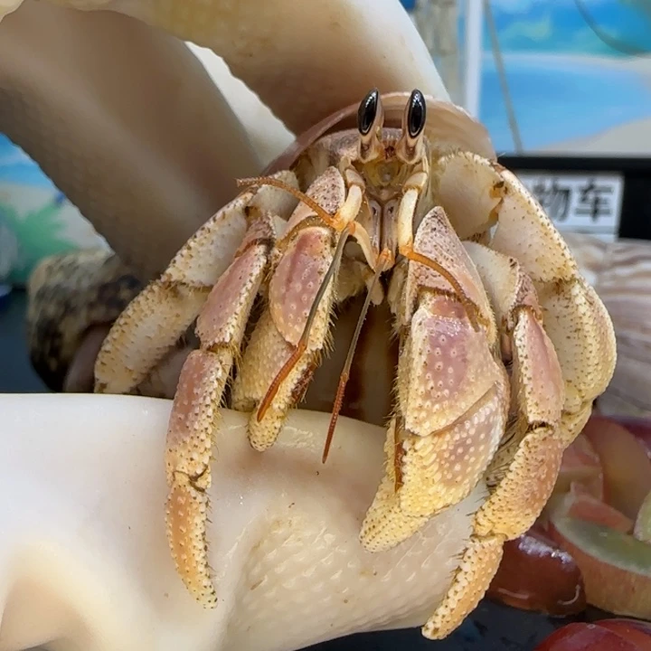 A9芝士黄 粉 灰白2.5cm口径