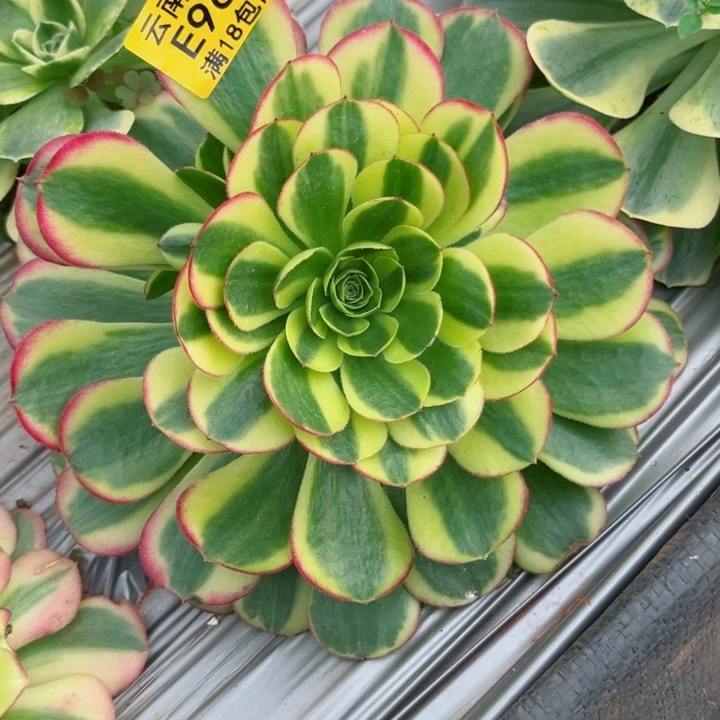 奶白960多肉植物