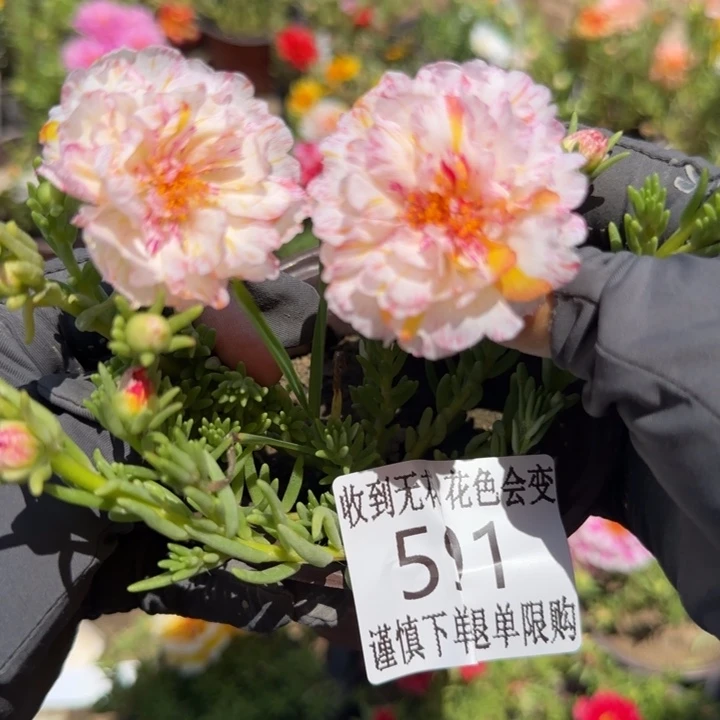无花朵591超小苗盆口10cm