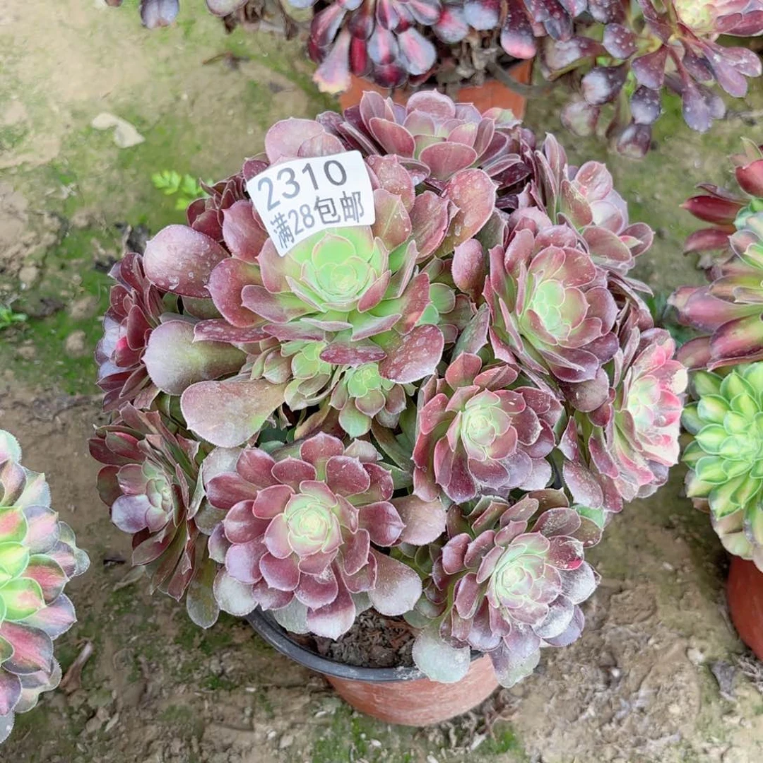 2310绍修七彩多肉111111