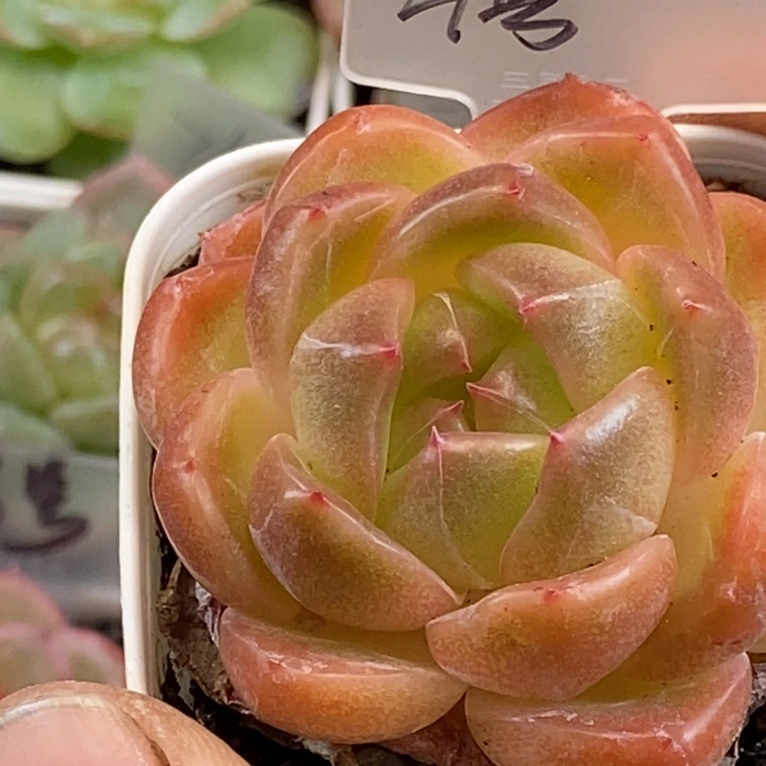 天官赐福百无禁忌