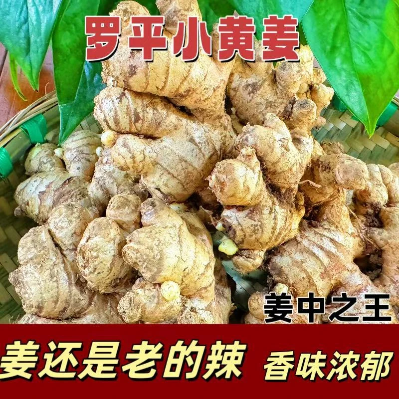 【罗平小黄姜两年老姜】生态小黄姜老姜产地直销  1斤/3斤/5斤/9斤