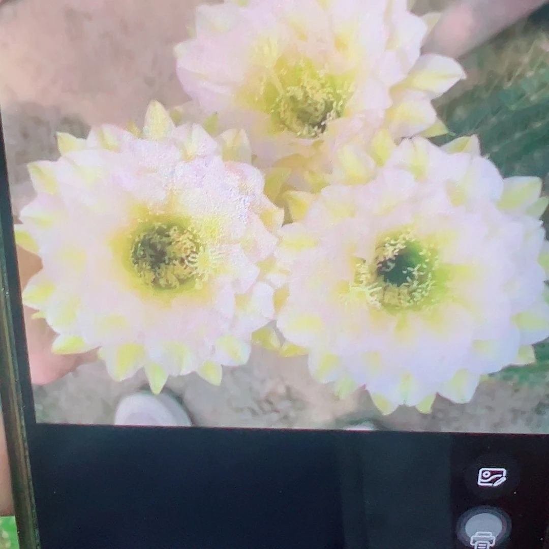 毛花柱 六月晨 侧芽 满20包邮