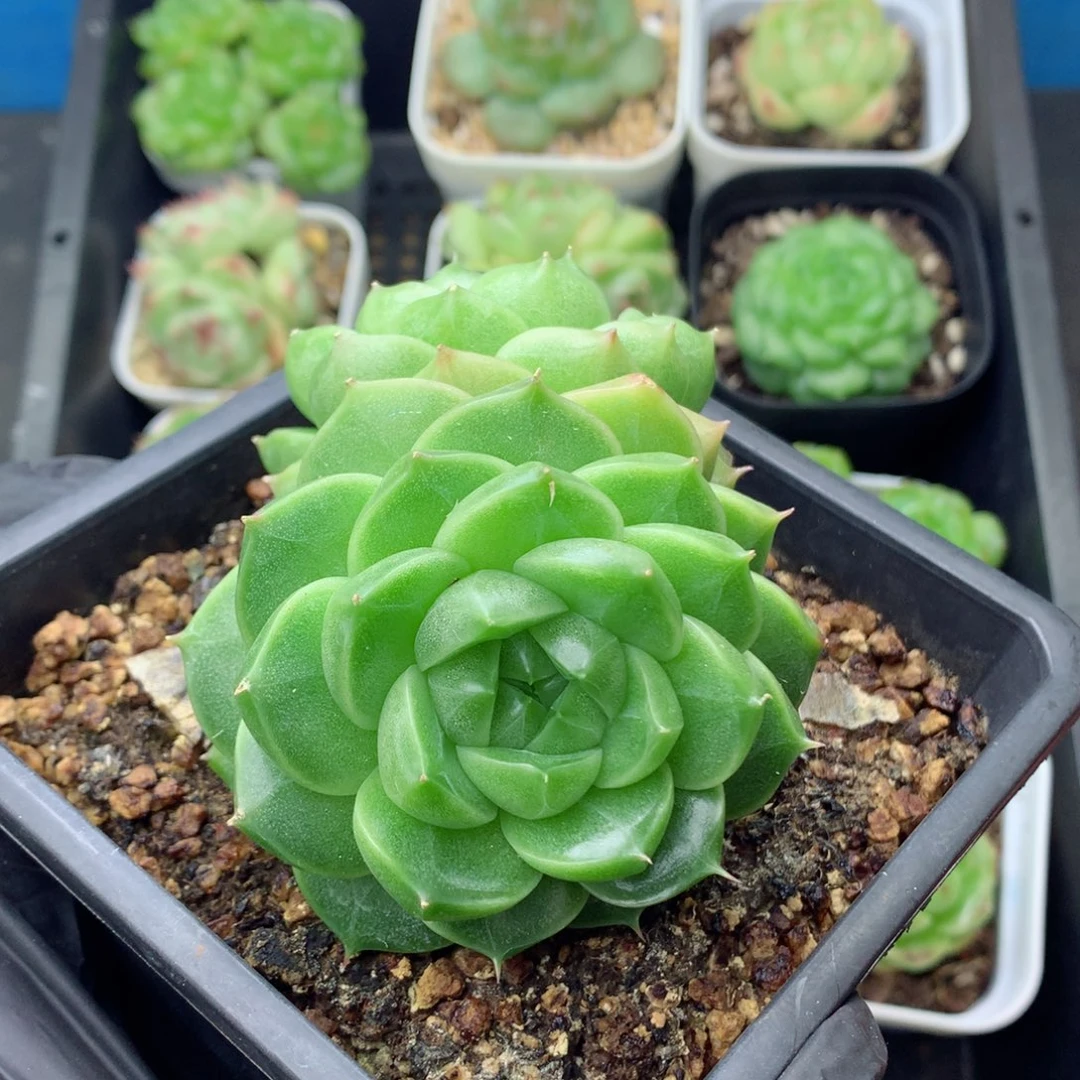 58包邮  群生不包整麦秆56